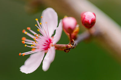 Close-up of sakura flower blooming in spring 