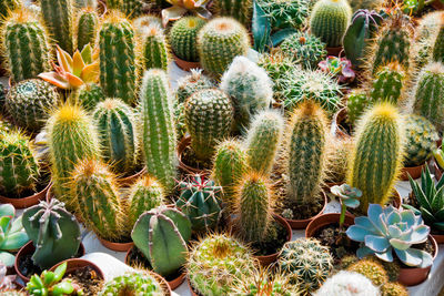 High angle view of cactus plants growing on field