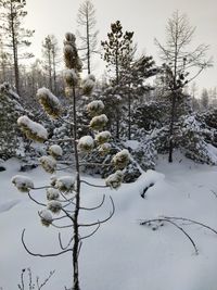 Snow covered trees on field against sky