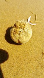 High angle view of shell on sandy beach