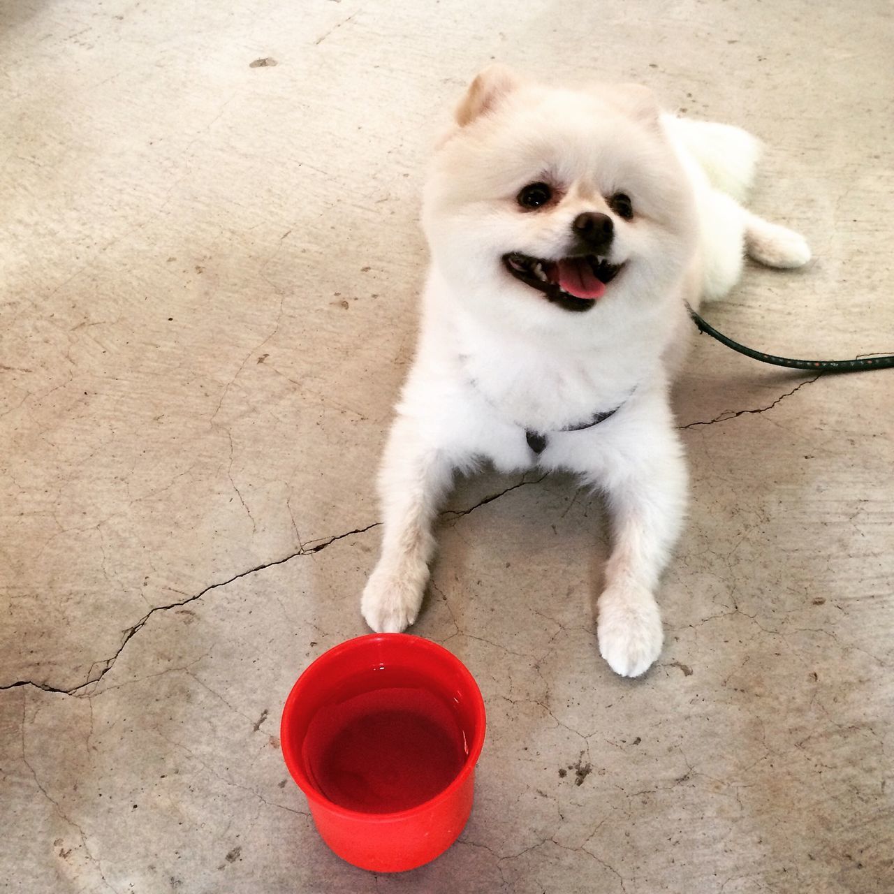 domestic animals, pets, animal themes, one animal, dog, mammal, white color, looking at camera, red, portrait, high angle view, sitting, sticking out tongue, cute, mouth open, pet collar, close-up, no people, day, full length