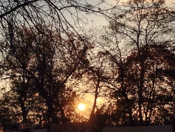 Silhouette of trees at sunset