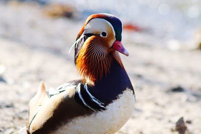 Close-up of duck