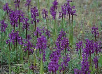 Close-up of purple flowers blooming in field