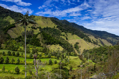 View of the beautiful cloud forest and the quindio wax palms at the cocora valley in colombia.