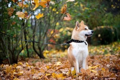 Akita inu dog in autumn leaves