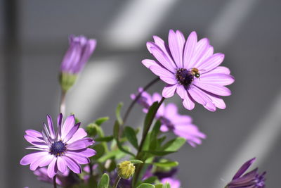 Close-up of purple flowers