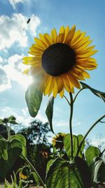 Close-up of sunflower blooming against sky