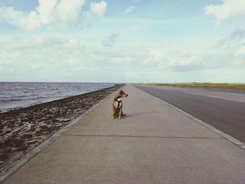 Rear view of a dog on road against sky