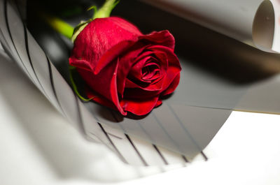 Close-up of red rose