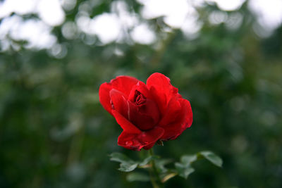 Close-up of red rose