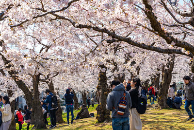 Group of people on cherry blossom in park