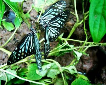 Close-up of butterfly on leaf