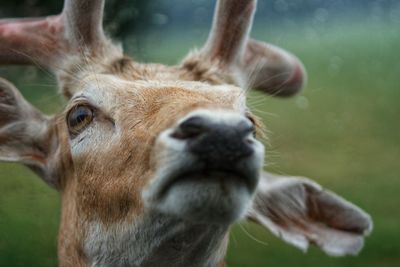 Close-up portrait of deer