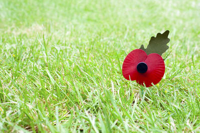 Close-up of red flower on grass