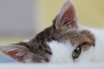 Close-up portrait of a cat