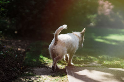 Close-up of sheep on grass