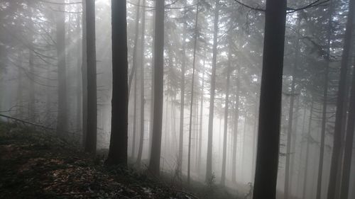 Trees in forest