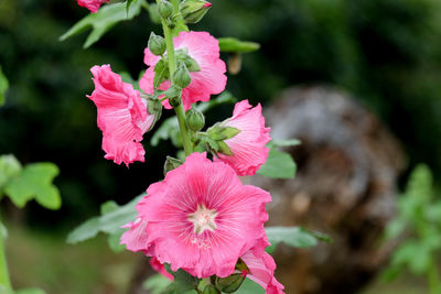 Close-up of pink hibiscus blooming outdoors