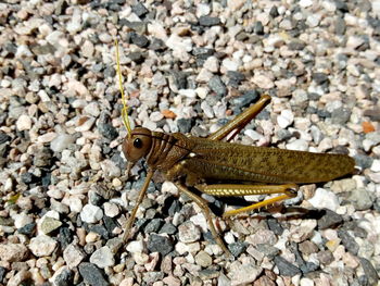 High angle view of insect on stone