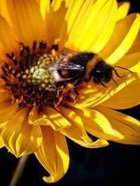 Close-up of bee on sunflower