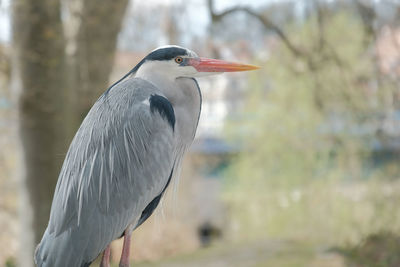 Close up of a gray heron