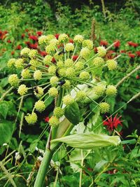 Close-up of red flowers