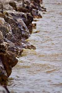 Close-up of crab in river