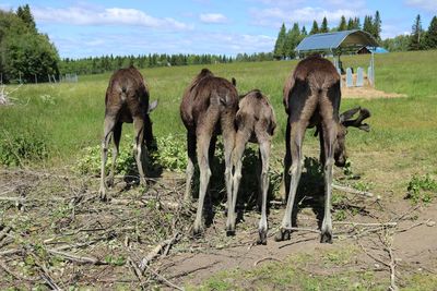 Horses in a field