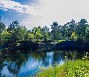 Reflection of trees in lake