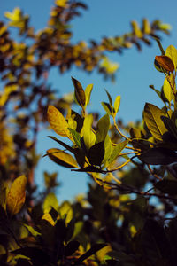 Close-up of yellow flowering plant against sky