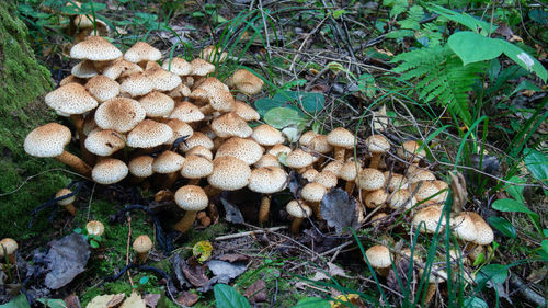 Mushrooms growing on log in forest