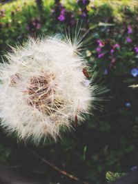 Close-up of dandelion against blurred background