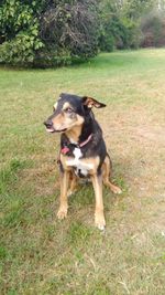Dog running on field