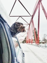 one animal