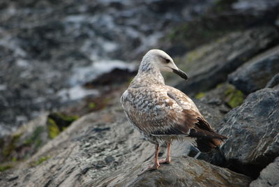 Close-up of seagull perching on rock