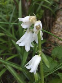 Close-up of white flowers