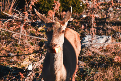 Deer in a forest