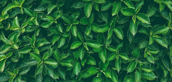 Full frame shot of green leaves