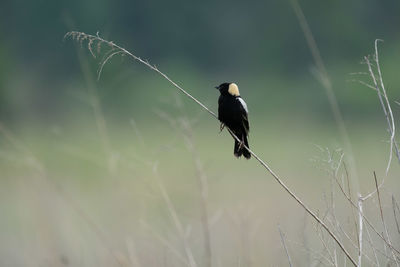 Bird perching on a land