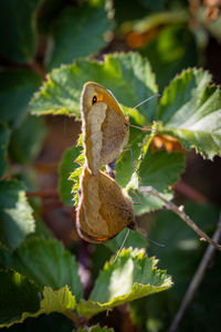 Close-up of butterfly on leaf