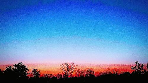 Trees against sky during sunset