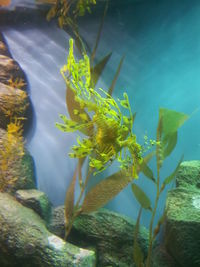 Close-up of lizard on plant at aquarium