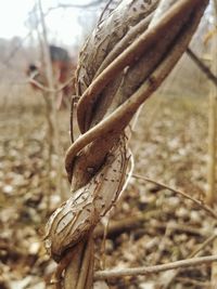 Close-up of dried plant on field