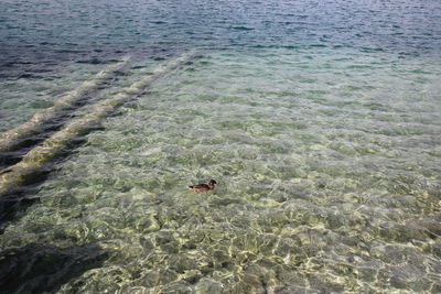 High angle view of crab swimming in sea