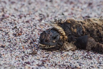 Close-up of marine iguana on sand