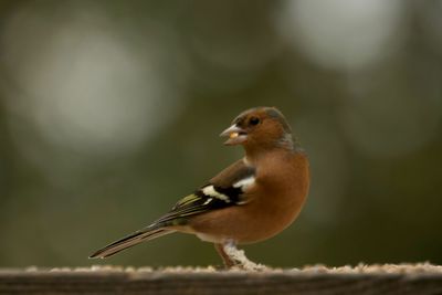 Close-up of a bird