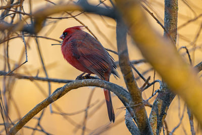 Vibrant red cardinal is perched high on a tree branch in the woods