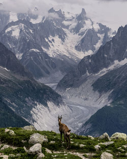 View of animals on mountain