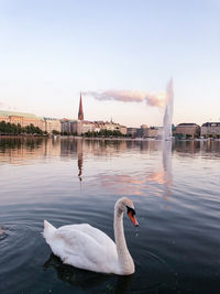 Swan swimming in lake